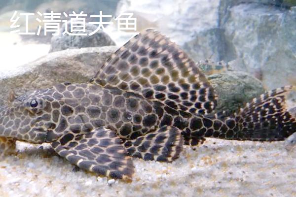 清道夫鱼的品种，常见的有普通清道夫、红清道夫鱼等