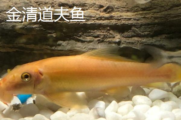 清道夫鱼的品种，常见的有普通清道夫、红清道夫鱼等