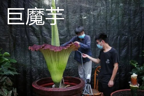热带雨林中有什么动物，包含美洲豹、森蚺、吸血蝠等物种