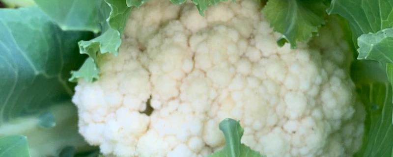 白色和绿色花椰菜的区别，最大的区别就是颜色不同