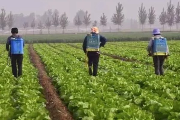 冬天怎么吃白菜，以下四种方式可烹制美食