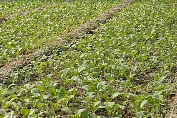 冬天怎么吃白菜，以下四种方式可烹制美食