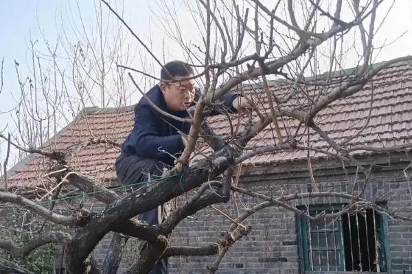 杏树如何修剪，及时去除死枝及病虫害部分