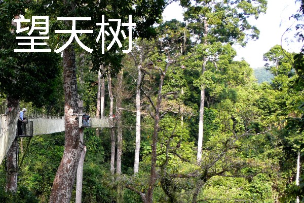 热带雨林中有什么动物，包含美洲豹、森蚺、吸血蝠等物种