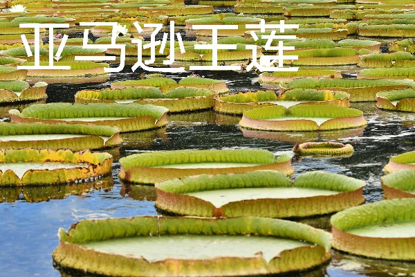 热带雨林中有什么动物，包含美洲豹、森蚺、吸血蝠等物种