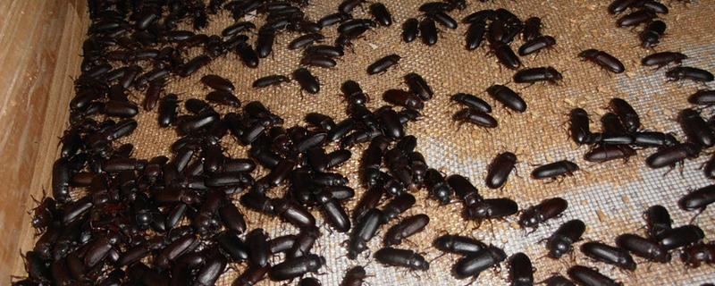 怎么养黄粉虫成虫，产卵期间每天投喂1-2次