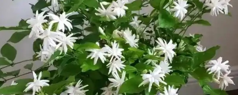 花卉叶子为什么发黄，可能是光照太强所致
