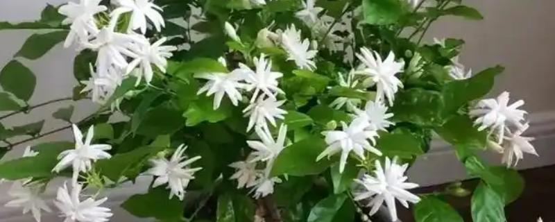植物冬季病害防治方法，应剪除徒长枝、病虫枝、枯枝