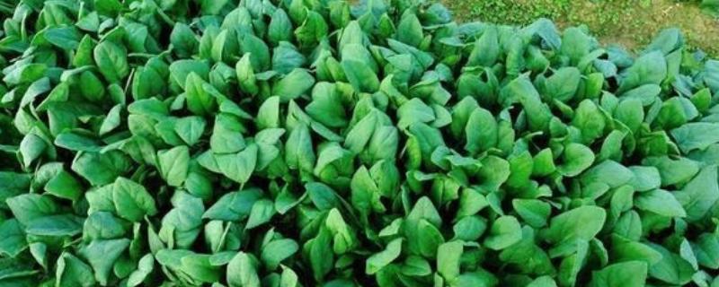 秋天适合种植什么蔬菜，可选择菠菜、小白菜等