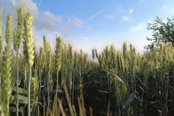 小麦的生长习性，不同品种对光照有不同的要求