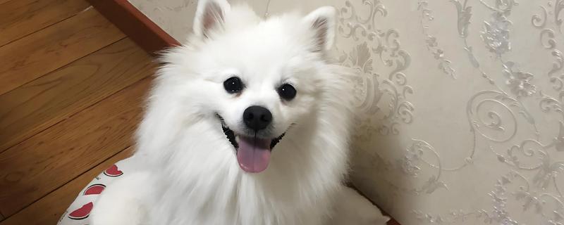 银狐犬如何饲养，每天要准备营养丰富可口的食物