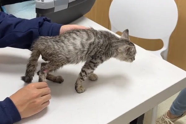 猫咪前腿为什么突然瘸了，可能是外伤或缺钙所致