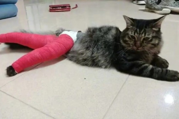 猫咪前腿为什么突然瘸了，可能是外伤或缺钙所致