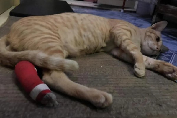猫咪前腿为什么突然瘸了，可能是外伤或缺钙所致