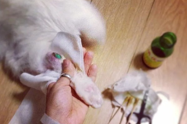猫咪前腿为什么突然瘸了，可能是外伤或缺钙所致