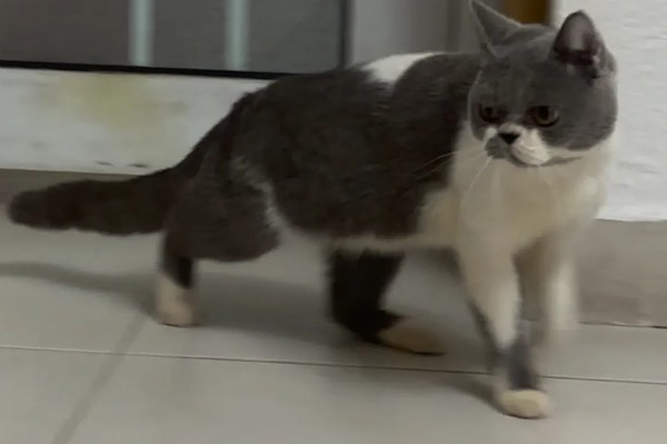 猫咪前腿为什么突然瘸了，可能是外伤或缺钙所致
