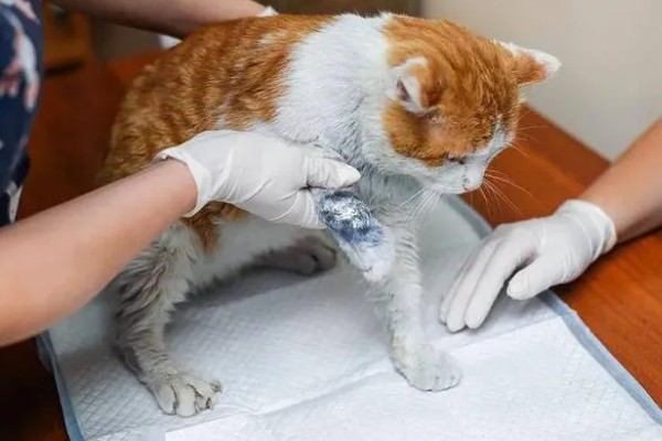 猫咪前腿为什么突然瘸了，可能是外伤或缺钙所致