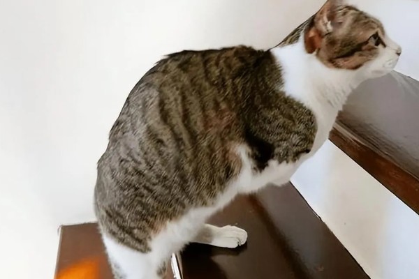 猫咪前腿为什么突然瘸了，可能是外伤或缺钙所致