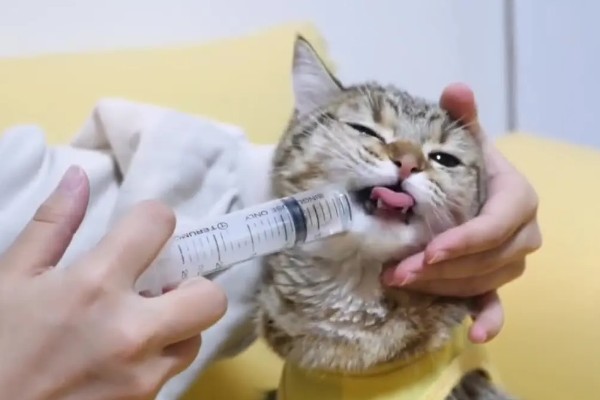 猫咪前腿为什么突然瘸了，可能是外伤或缺钙所致