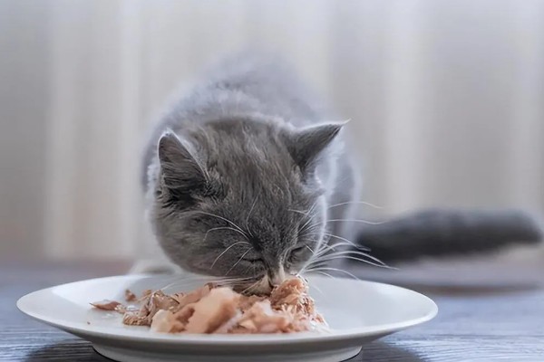 猫咪前腿为什么突然瘸了，可能是外伤或缺钙所致