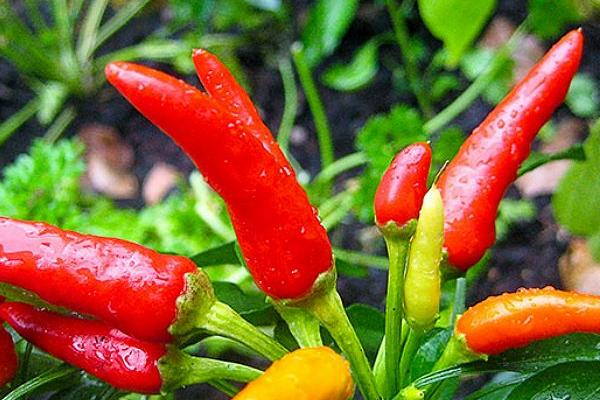 小米辣的特点，体型较小、颜色较红、辣味浓郁