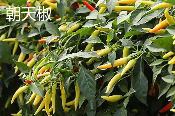 小米辣的特点，体型较小、颜色较红、辣味浓郁