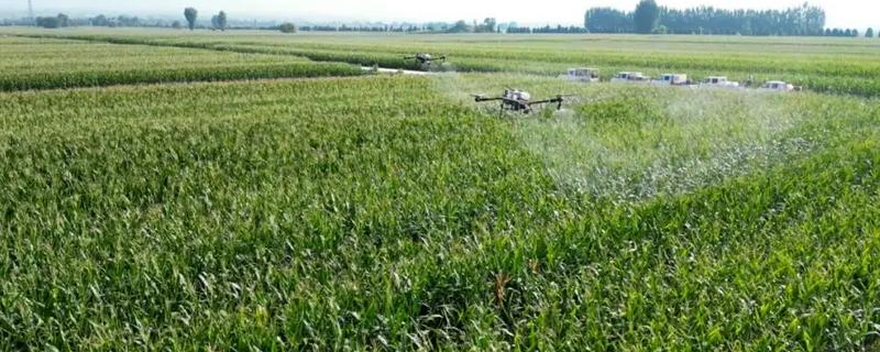 玉米地怎么平衡施肥，基肥以腐熟农家肥为主