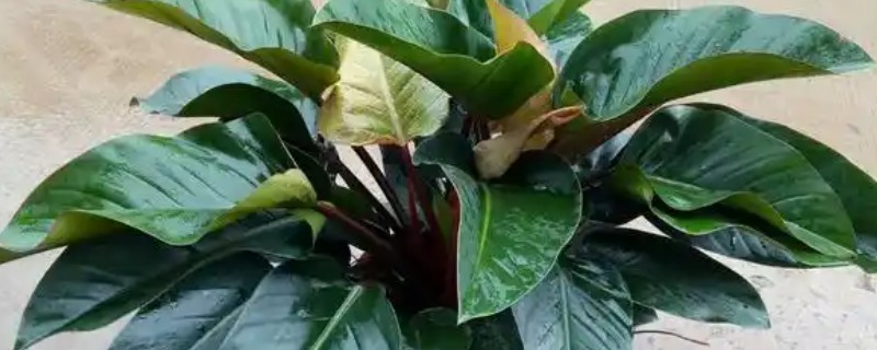 红钻的养殖方法，夏季每隔2-3天浇水一次