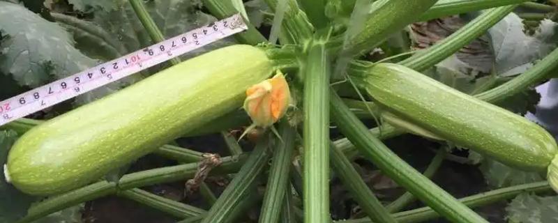 西葫芦坐不住瓜是什么原因，可能是授粉不良所致