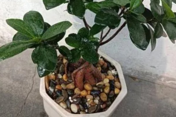 小叶榕树的养殖方法，适宜生长在通风向阳处