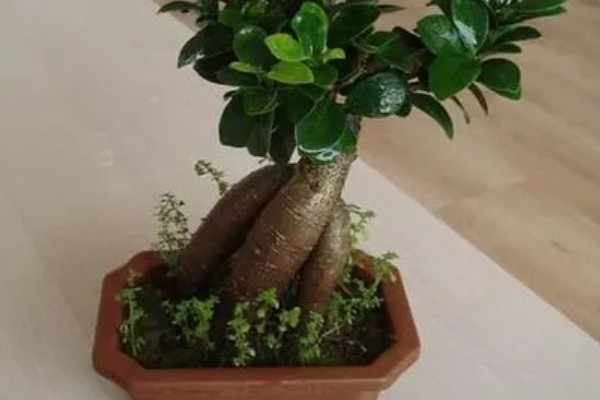 小叶榕树的养殖方法，适宜生长在通风向阳处