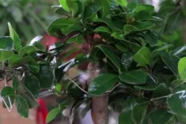 小叶榕树的养殖方法，适宜生长在通风向阳处