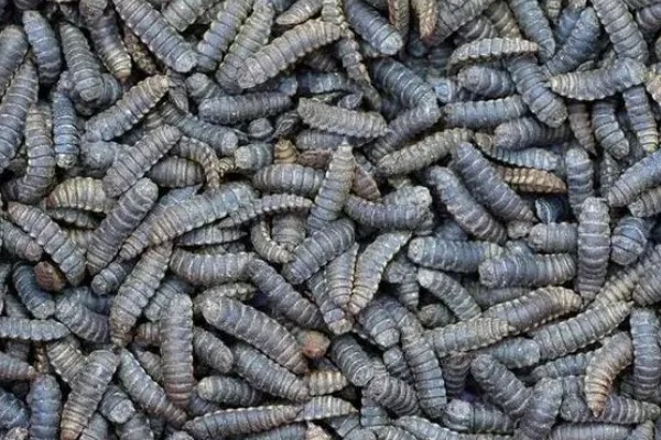 黑水虻的用途是什么，可生产有机肥和饲料