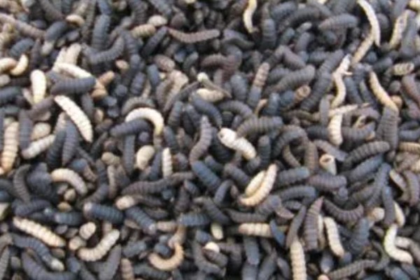 黑水虻的用途是什么，可生产有机肥和饲料