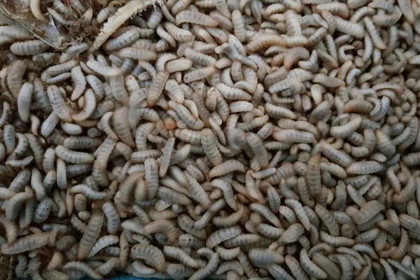黑水虻的用途是什么，可生产有机肥和饲料
