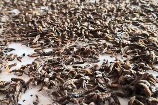 黑水虻的用途是什么，可生产有机肥和饲料