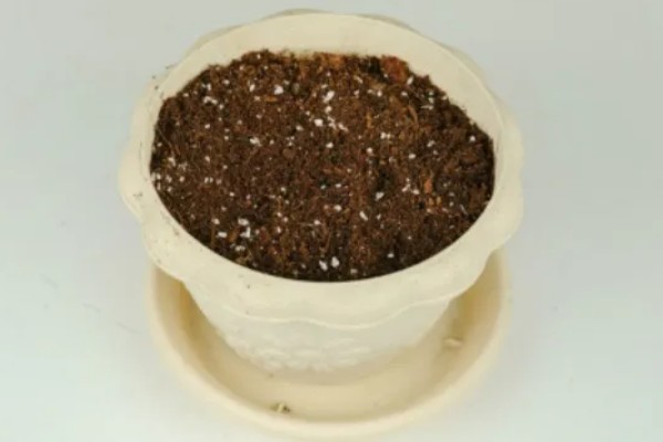 唐扇的播种方法，浸种消毒后再与营养土充分混合