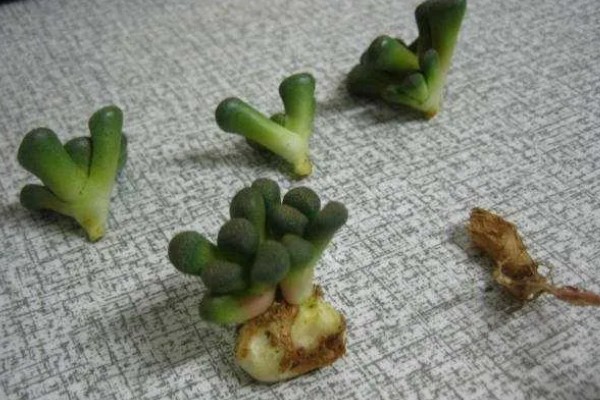 唐扇的播种方法，浸种消毒后再与营养土充分混合