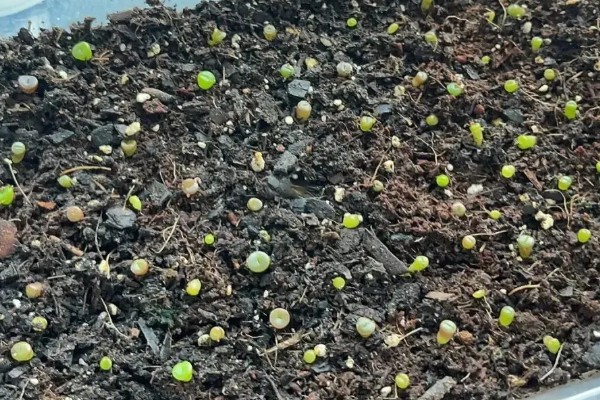 唐扇的播种方法，浸种消毒后再与营养土充分混合