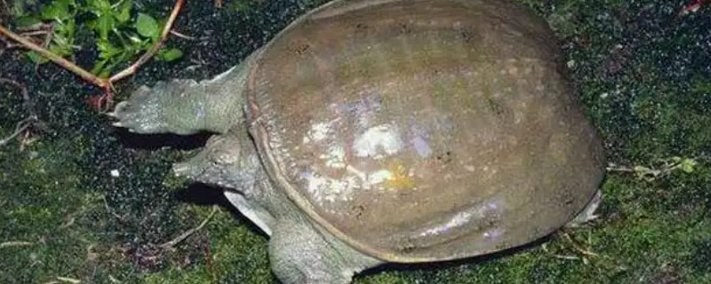 山瑞与水鱼有什么区别，前者呈圆形、后者呈椭圆形