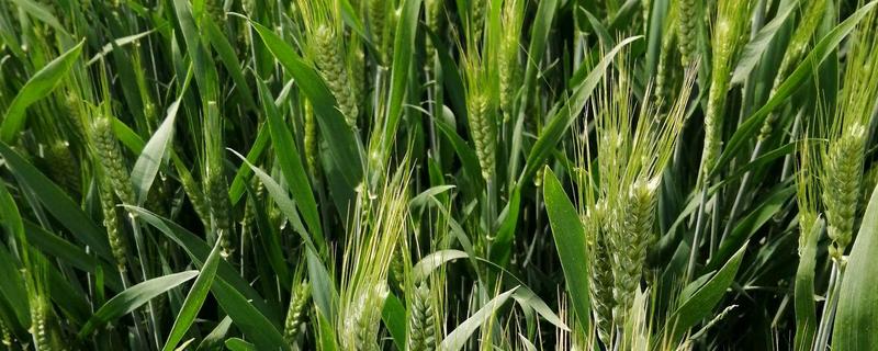 一方小麦的重量，通常是750公斤左右