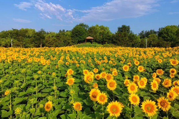 向日葵有何花语，代表忠贞不二、阳光开朗等含义