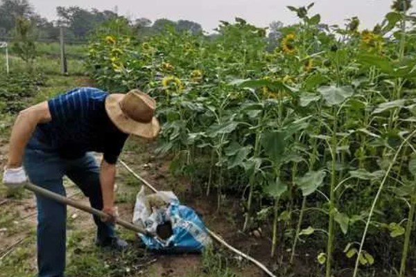 向日葵有何花语，代表忠贞不二、阳光开朗等含义