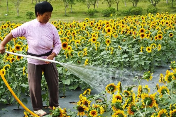 向日葵有何花语，代表忠贞不二、阳光开朗等含义