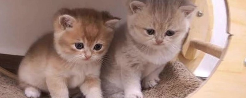 猫打完疫苗精神差如何处理，属于正常反应一般会在3天内恢复