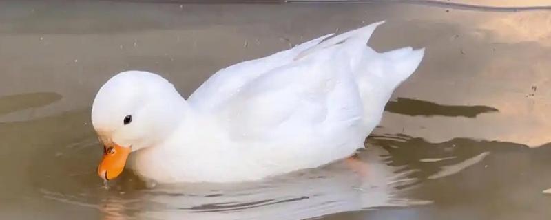 宠物鸭与普通鸭的区别是什么，品种和颜色均不同