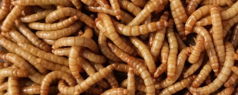 怎么养殖黄粉虫，要做好防逃措施