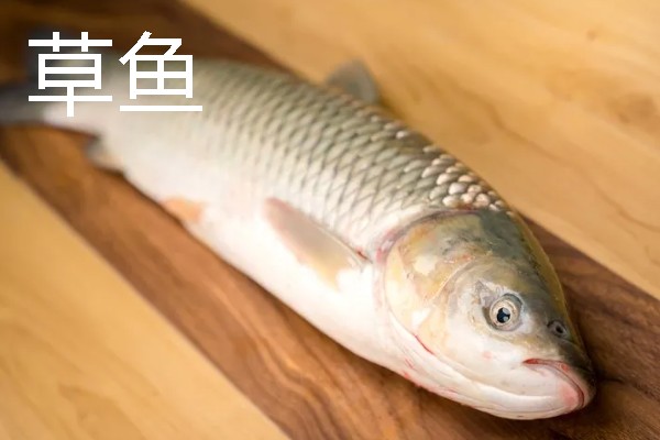 草鱼的刺多不多，体内有很多小刺