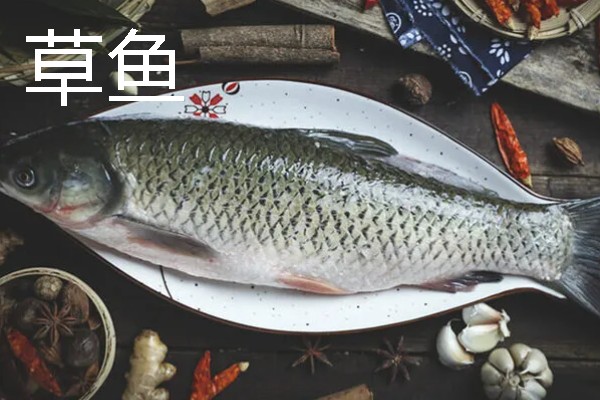 草鱼的刺多不多，体内有很多小刺