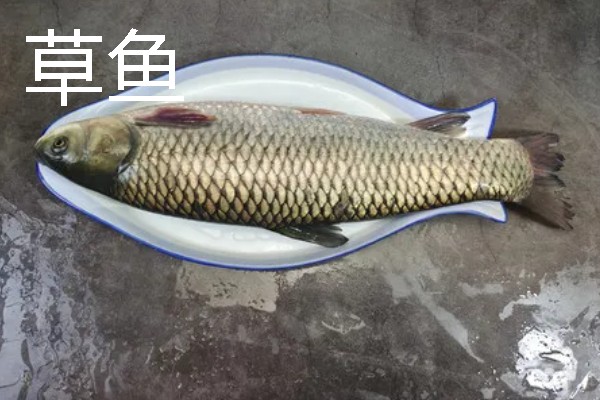 草鱼的刺多不多，体内有很多小刺